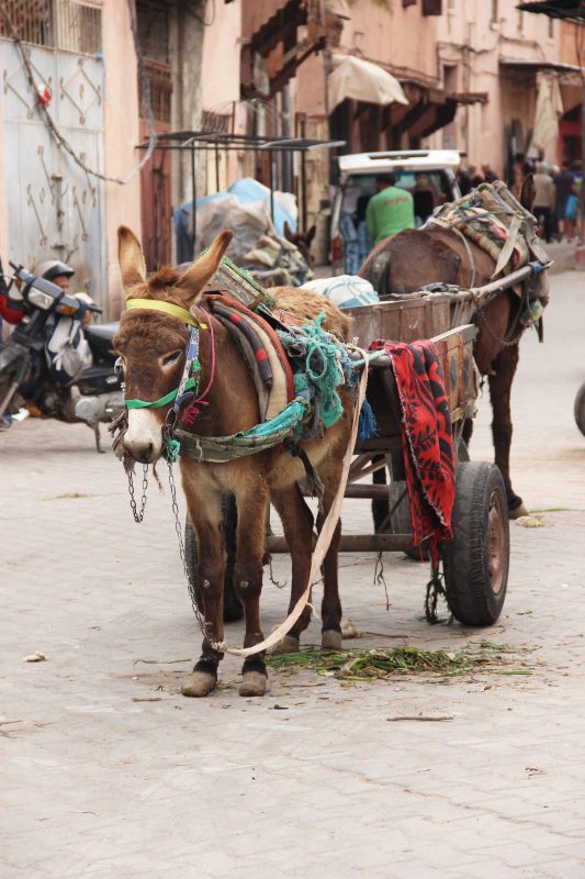 Ezel Marrakech